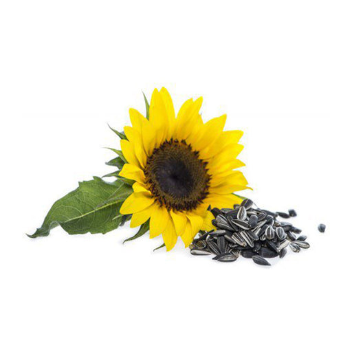 Peeled Sunflower Seeds - LeMed